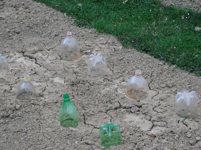 povrtnjak 2012 s flašama